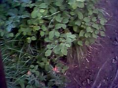 IMG0043