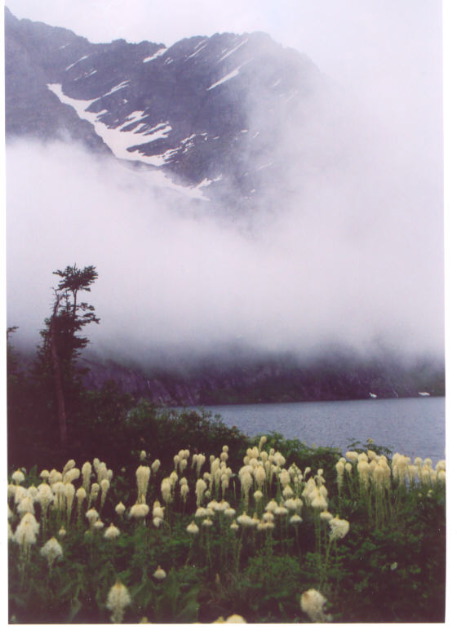 beargrassfog