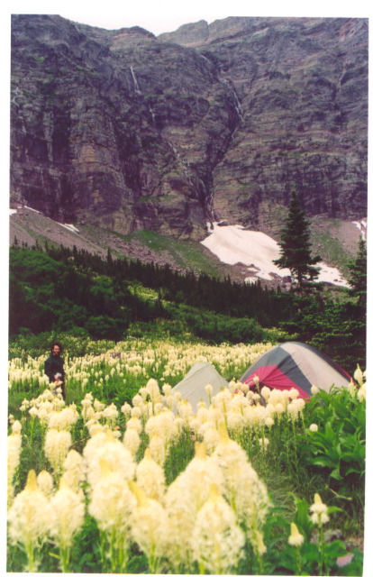 billybeargrass