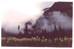 fog
