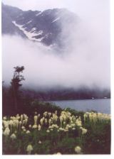beargrassfog