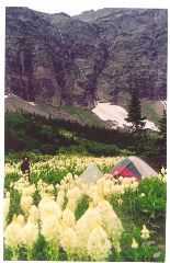billybeargrass
