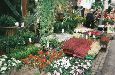 amsterdam flowers