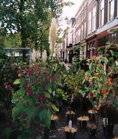 flower market, delft