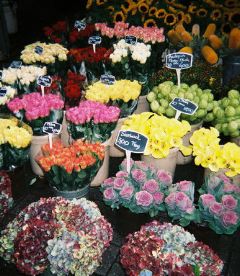 Moby Dick flowers